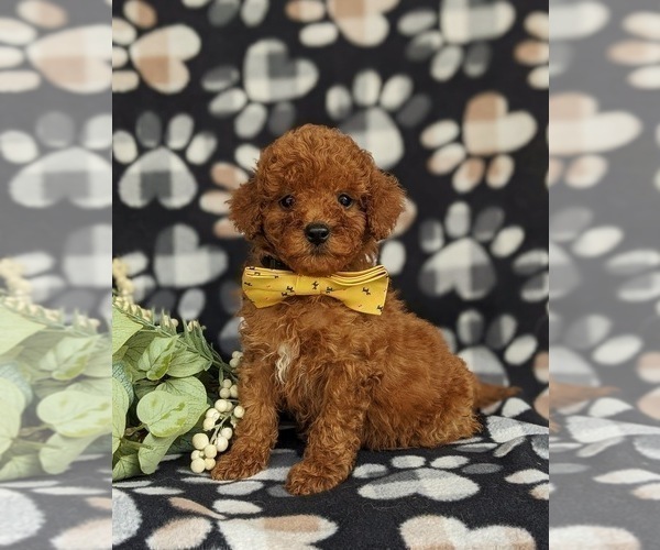 Medium Photo #1 Poodle (Miniature) Puppy For Sale in KIRKWOOD, PA, USA