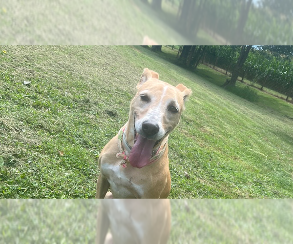 Medium Photo #9 Greyhound-Labrador Retriever Mix Puppy For Sale in Osgood, IN, USA