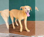Small #2 Golden Labrador