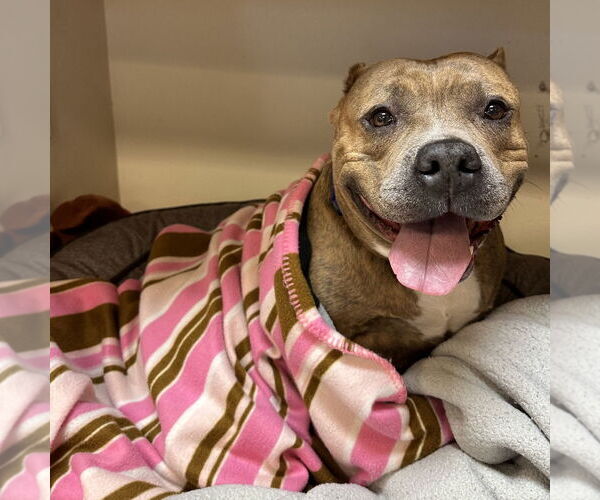 Medium Photo #3 American Staffordshire Terrier Puppy For Sale in Rohnert Park, CA, USA