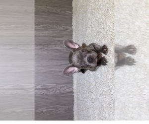 French Bulldog Puppy for sale in RIVERSIDE, CA, USA