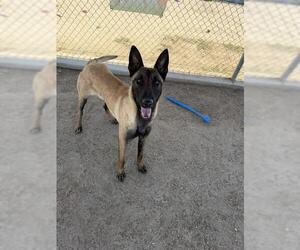Mutt Dogs for adoption in Bakersfield, CA, USA