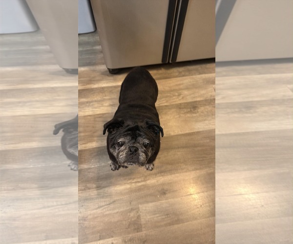 Medium Photo #3 Pug Puppy For Sale in Indianapolis, IN, USA