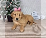 Small #5 Golden Retriever