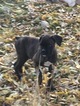 Small Photo #19 Boxer Puppy For Sale in AFTON, WY, USA