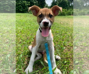 Labrador Retriever-Unknown Mix Dogs for adoption in Virginia Beach, VA, USA