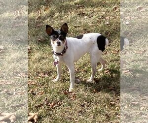 Rat Terrier Dogs for adoption in Crystal , MN, USA