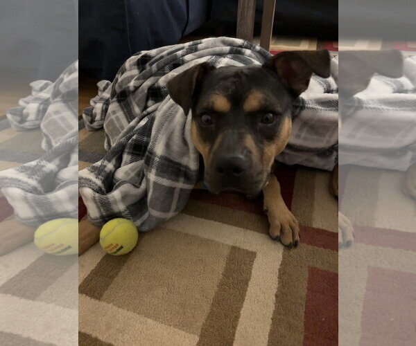 Medium Photo #6 Mutt Puppy For Sale in Plainfield, IL, USA