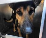 BUCK - Male German Shepherd Dog Dog for Adoption - Small photo