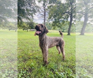 Labradoodle Puppy for sale in VALE, NC, USA