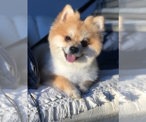 Father of the Pomeranian puppies born on 11/14/2022