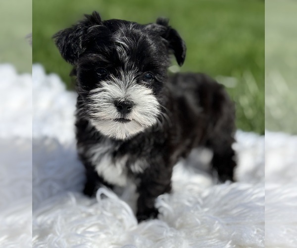 Medium Photo #2 Morkie Puppy For Sale in ROCK STREAM, NY, USA
