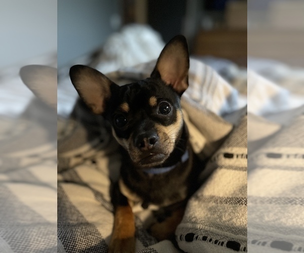 Medium Photo #1 Chiweenie Puppy For Sale in ANACORTES, WA, USA