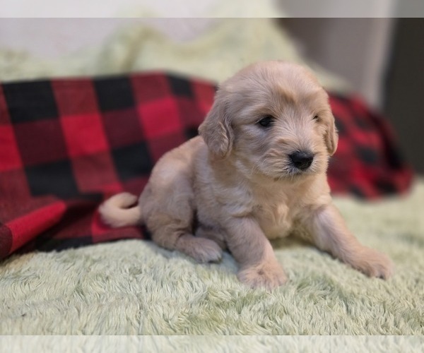 Medium Photo #8 Goldendoodle Puppy For Sale in DUBLIN, TX, USA