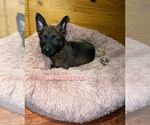 Small Photo #10 Belgian Malinois Puppy For Sale in HOUSTON, TX, USA