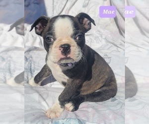 Boston Terrier Puppy for Sale in POMEROY, Ohio USA