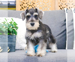 Small Photo #4 Schnauzer (Miniature) Puppy For Sale in SYRACUSE, IN, USA