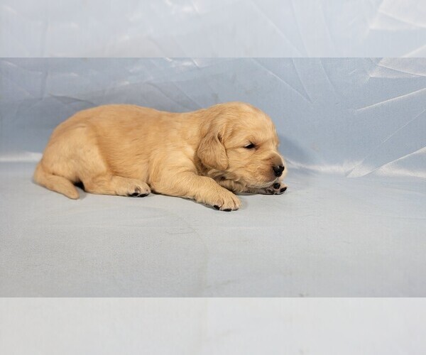 Medium Photo #4 Golden Retriever Puppy For Sale in BLACK FOREST, CO, USA