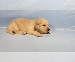 Small #3 Golden Retriever