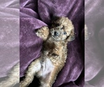 Puppy 3 Poodle (Toy)-Schnauzer (Miniature) Mix