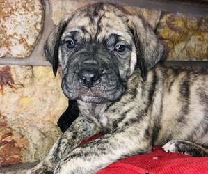 Cane Corso-Mastiff Mix Puppy for sale in KALISPELL, MT, USA