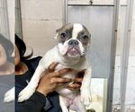 Small Photo #1 French Bulldog Puppy For Sale in San Bernardino, CA, USA