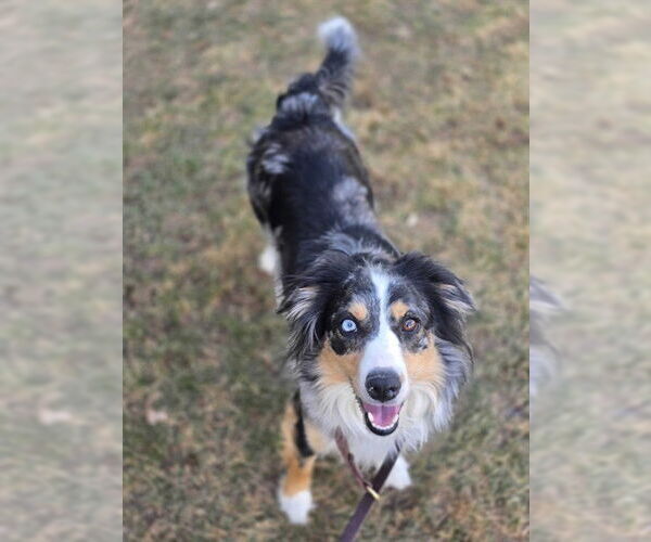 Medium Photo #1 Australian Shepherd-Unknown Mix Puppy For Sale in Ogden, UT, USA