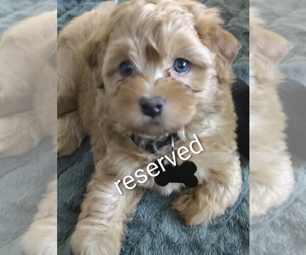 Medium Photo #1 Maltipoo (Toy) Puppy For Sale in SAN ANTONIO, TX, USA