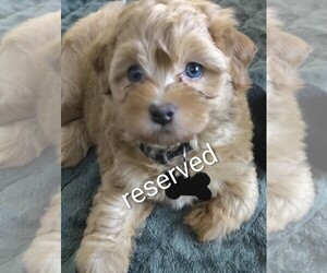 Medium Maltipoo (Toy)