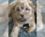 Puppy Black collar Maltipoo (Toy)