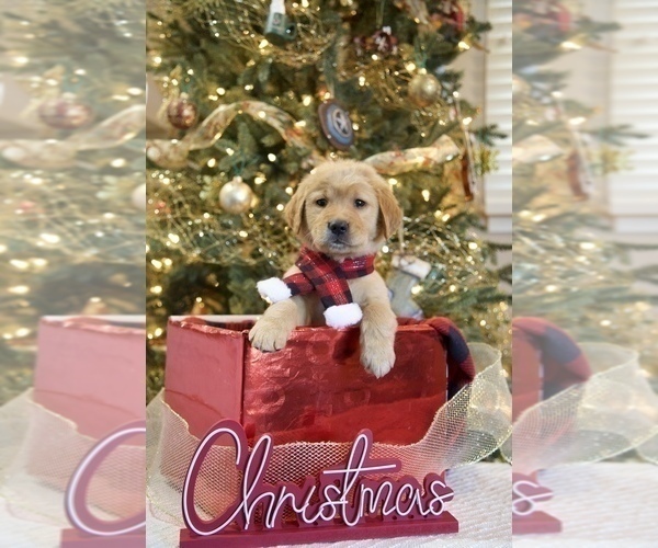 Medium Photo #2 Golden Retriever Puppy For Sale in FREDONIA, KY, USA