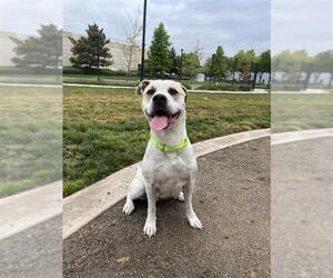 Mutt Dogs for adoption in Elk Grove, CA, USA