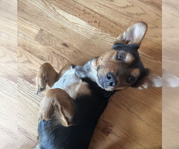 Medium Photo #2 Dorgi Puppy For Sale in Denver , CO, USA