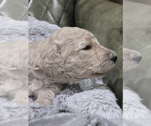 Medium Photo #21 Poodle (Standard) Puppy For Sale in CONROE, TX, USA