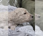 Small #3 Poodle (Standard)