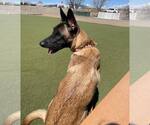 Small #3 German Shepherd Dog Mix