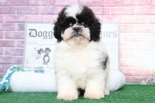 Medium Photo #2 Lhasa-Poo Puppy For Sale in BEL AIR, MD, USA
