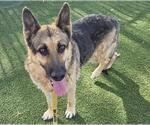 Small #2 German Shepherd Dog Mix
