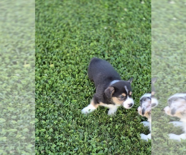 Medium Photo #2 Pembroke Welsh Corgi Puppy For Sale in WINFIELD, PA, USA