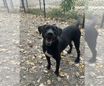 Small #11 Mutt