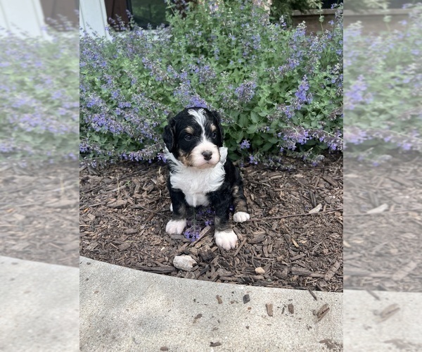 Medium Photo #37 Bernedoodle Puppy For Sale in MARTINSVILLE, IN, USA