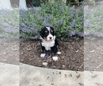 Small Photo #37 Bernedoodle Puppy For Sale in MARTINSVILLE, IN, USA