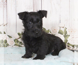 Scottish Terrier Puppy for sale in PENNS CREEK, PA, USA