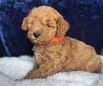 Small #7 Goldendoodle (Miniature)