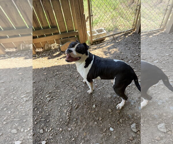 Medium Photo #5 American Staffordshire Terrier-Unknown Mix Puppy For Sale in Jackson, MS, USA