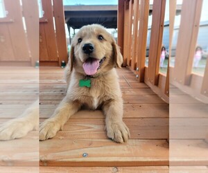 Golden Retriever Puppy for sale in EL PASO, TX, USA