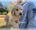 Puppy 4 Golden Retriever