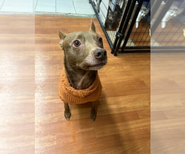 Medium Photo #2 Pharaoh Hound-Rat Terrier Mix Puppy For Sale in Richmond, IN, USA