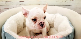 French Bulldog Puppy for sale in LA MIRADA, CA, USA