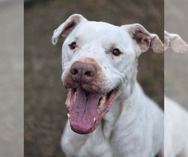 Medium Photo #1 American Bulldog-Unknown Mix Puppy For Sale in Anniston, AL, USA